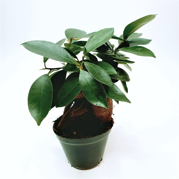Bonsai Ficus Microcarpa "Ginseng" in verschiedenen Größen - Green Little World GbR