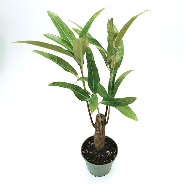 Codiaeum variegatum - Wunderstrauch | Bonsai - Green Little World GbR