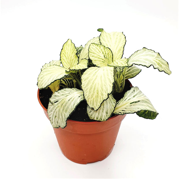 Fittonia Mosaic Forest Flame White