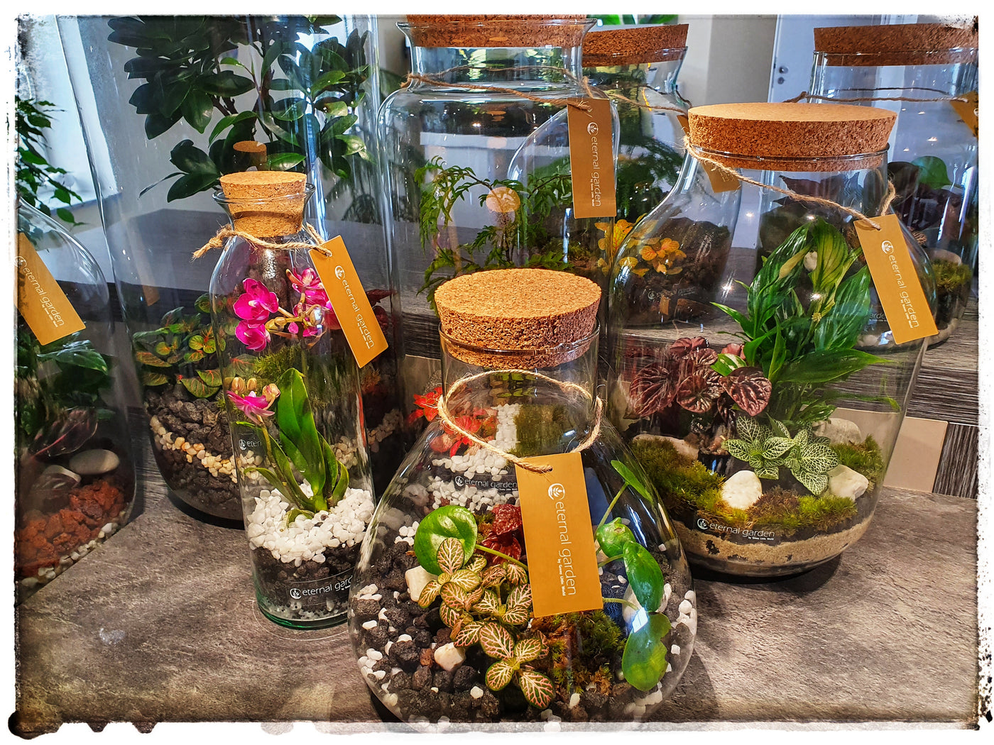 Fertige Flaschengärten mit verschiedenen Bepflanzungen von Minipflanzen und Bodensubstrat, wie Kies, Lavasplitt, Bruchstein.