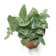 Fittonia albivenis Ø9 - verschiedene Farben