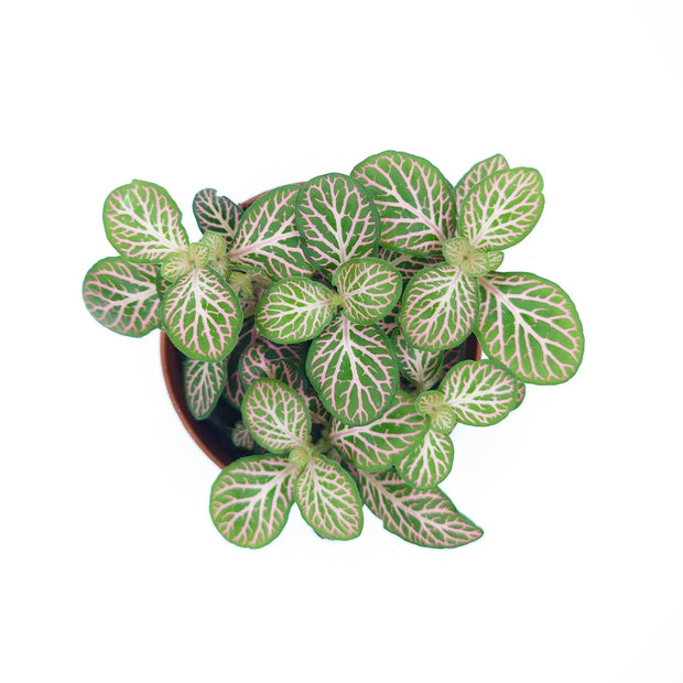 Fittonia Mosaic Mistral