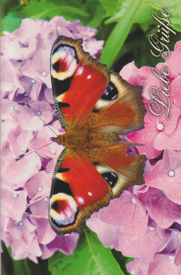 Grußkarte | Liebe Grüße | Schmetterling 1