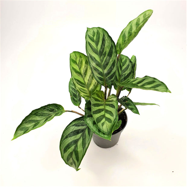 Calathea Freddie