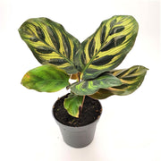 Calathea Makoyana