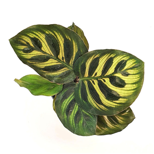 Calathea Makoyana