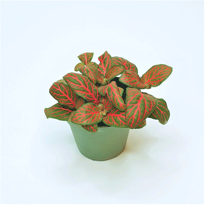 Fittonia Forest Flame - Green Little World GbR