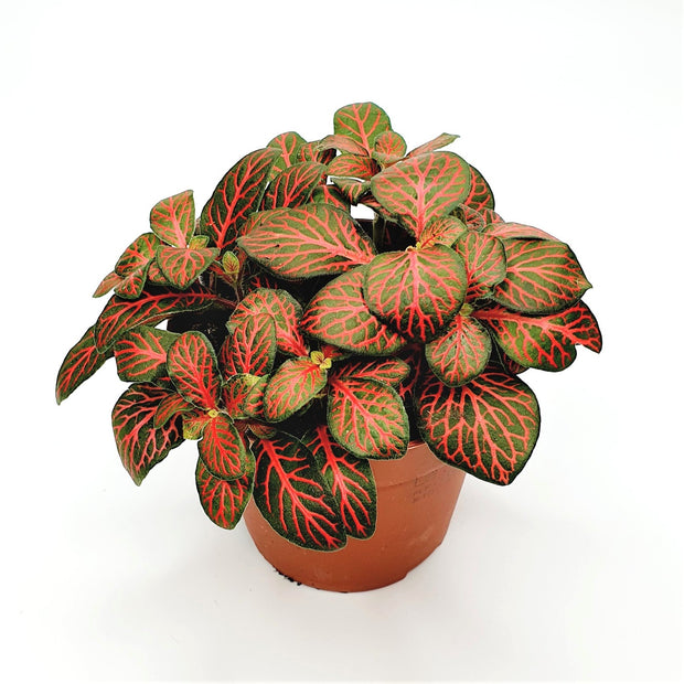 Fittonia Forest Flame - Green Little World GbR