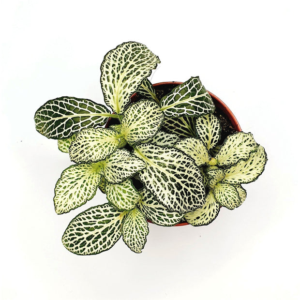Fittonia Mosaic Ice Queen